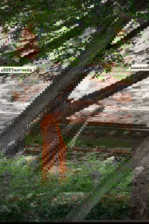 มุมมองอื่นๆ 2025 กุมภาพันธ์