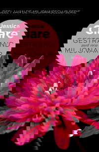 Gestrand met een miljonair