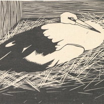 Aflevering 63: Ooievaar