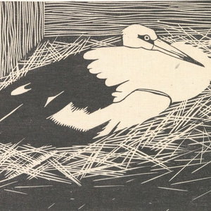 Aflevering 63: Ooievaar