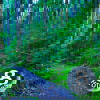 Slapen, studeren of je concentreren met regengeluiden in het bos (8 uur)