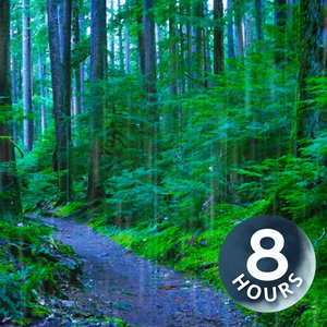 Slapen, studeren of je concentreren met regengeluiden in het bos (8 uur)