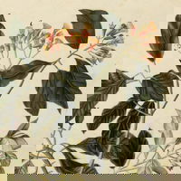 Aflevering 64: Kruidnageloorlogen