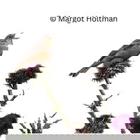 Aflevering 69: Aard van het beestje