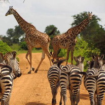 Safari Secrets (23 oktober 2024)