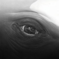 Episode 1: Save The Whale