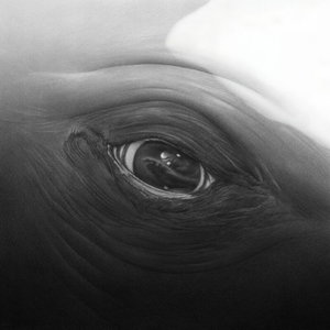 Episode 1: Save The Whale