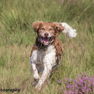 Bauke, de verpleegster van het dierenrijk: Een dierendag-herinnering aan Annekes liefde van haar leven