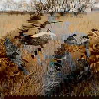 Eating What You Kill This Thanksgiving