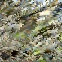 #176 Olijfolie oogst, boeken voor foodies en wintergerechten